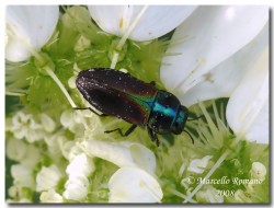Insetti dalla Croazia: Indice fotografico